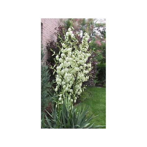 Seeds Yucca Filamentosa - Thready Yucca