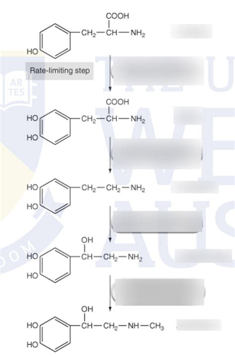 Synthesis of Adrenaline Diagram | Quizlet