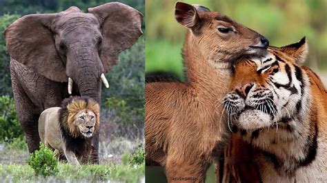 15 Best Animal Friendships in the World - YouTube