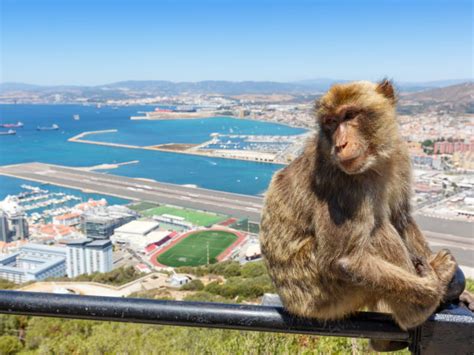 Gibraltar Monkey Monkeys Airport Runway And Victoria Stadium In Background - Gibraltar Info