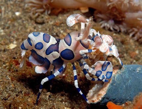 Harlequin Shrimp, Small – Manhattan Aquariums