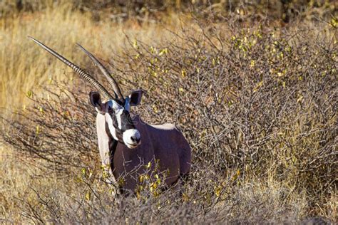 Gemsbok Grazing in the Kalahari Desert Stock Photo - Image of memes ...