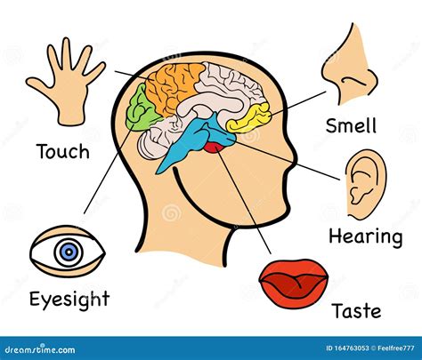 I Sensi Umani Sono Cinque Immagini Di Infografica Illustrazione ...