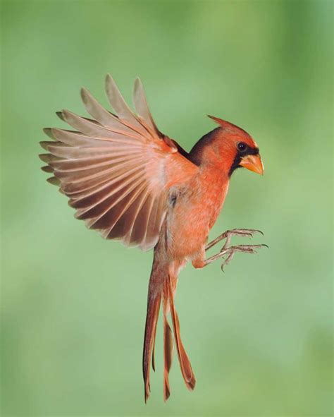 Bird In Everything: Male Cardinal Bird