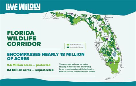 The Florida Wildlife Corridor Itself Is Endangered | Miami New Times