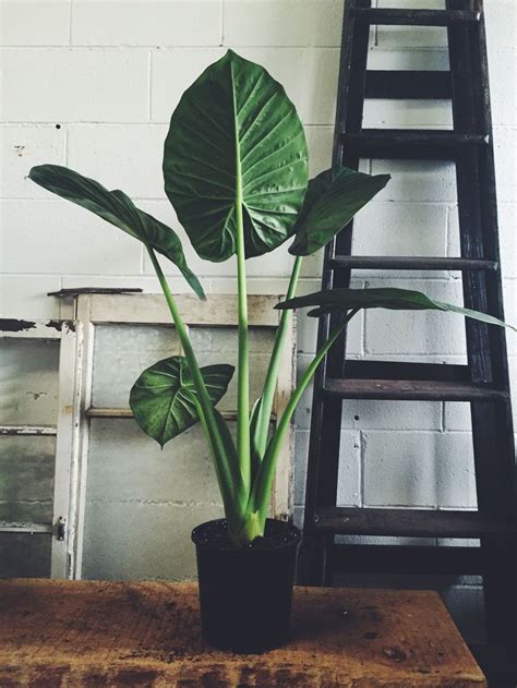 A beautiful tropical indoor plant with broad leaves resembling the ear of an elephant. | Plants ...