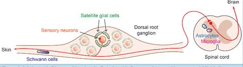 Figure 1 from How Do Satellite Glial Cells Control Chronic Pain ...