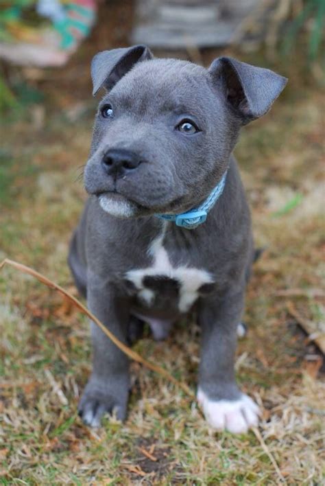 Blue Staffordshire bull terrier puppy #cutedog | Cute animals, Bull terrier puppy, Dogs