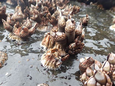 UO study moves seafood industry closer to farming gooseneck barnacles | News | theworldlink.com