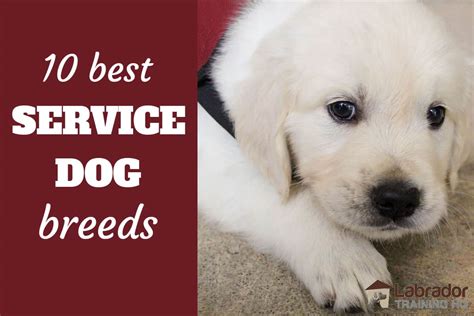 10 Best Service Dog Breeds