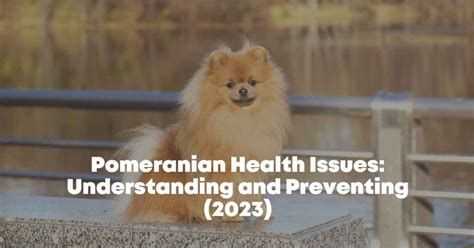 10 Pomeranian Health Issues and Ways How to Prevent Them (2023)