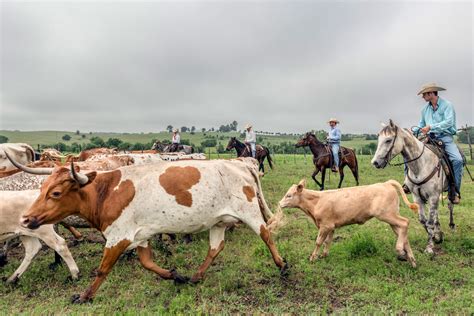 Everything’s Bigger in Texas—Except Its Support for Small Farmers – The ...