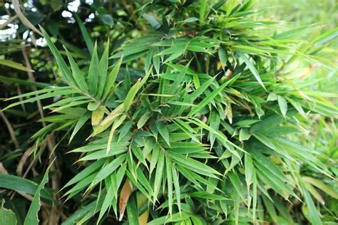 15 Types of Bamboo to Grow in Your Garden