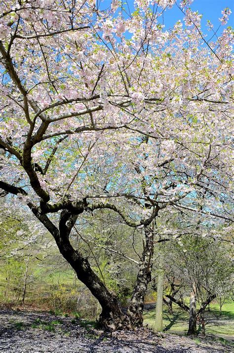 Newark Cherry Blossom Festival Photograph by Steven Richman - Fine Art ...