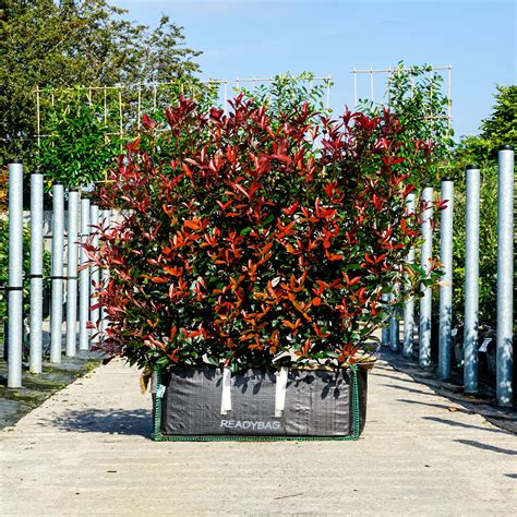 Buy Best Photinia Carre Rouge In UK | Carre Rouge Photinia