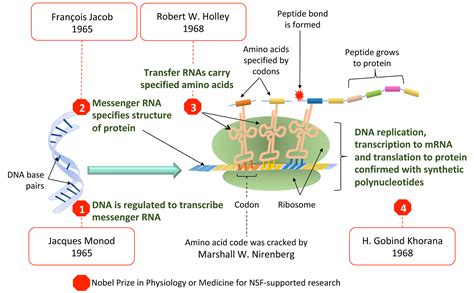 Milestones in the rules of life--from genes to proteins | NSF ...