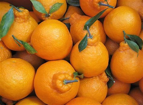 Jeju Hallabong Orange Gift Box (3kg) — MomoBud