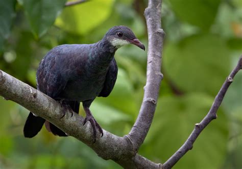 Metallic Pigeon (Samoan) - eBird