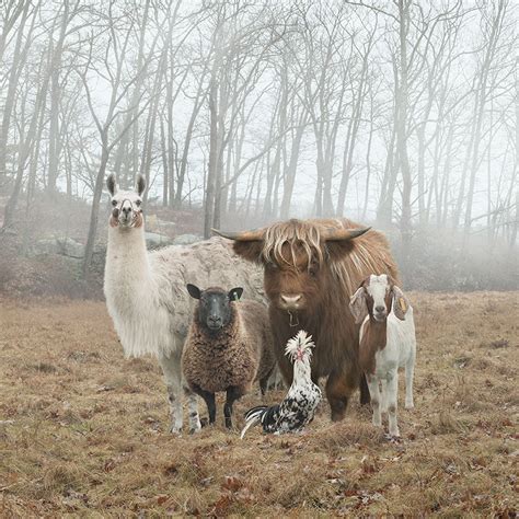 Farm Animals Photography