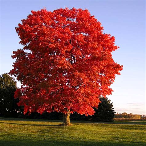 California-Grown Red Sunset Maple Trees for Sale | FastGrowingTrees.com