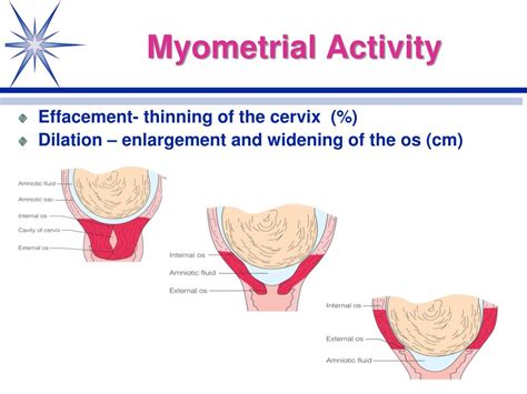 PPT - Normal Labor and Delivery Physiological Adaptations Chapter 17 ...