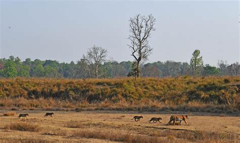 Restoring Asia's roar: 12 ways tigers made a comeback in 12 years ...