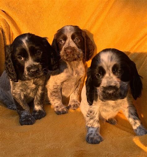 Stunning Show Cocker Spaniel Puppies | in Aylesford, Kent | Gumtree