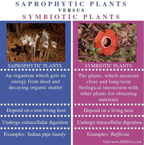 Difference Between Saprophytic and Symbiotic Plants - Pediaa.Com