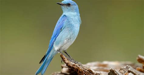 11 Nevada State Bird Facts - Facts.net