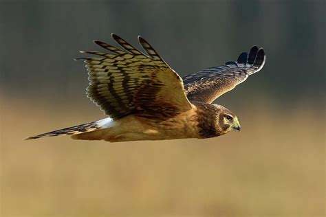 Northern Harrier Female by Larry Keller, Lititz Pa.