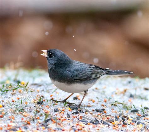 How to Welcome Winter Birds | Audubon