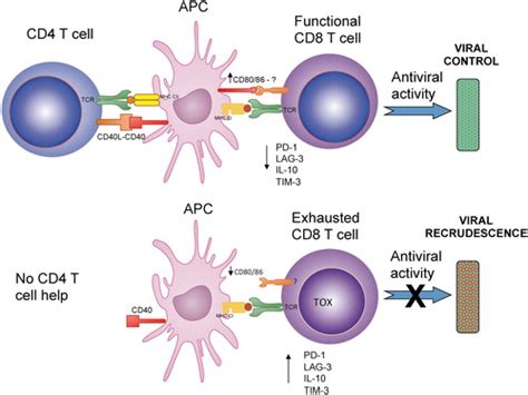 Insights into CD8 T Cell Activation and Exhaustion from a Mouse Gammaherpesvirus Model | Viral ...