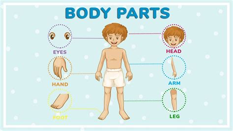 Human Body Parts Name With Picture For Kids