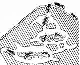Ant Hill Maze Sketch Coloring Page sketch template