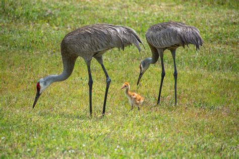 Sandhill Cranes, Palm Beach Gardens, Florida : r/birding