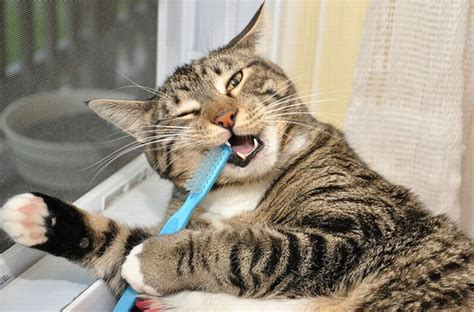 Cat Brushing Teeth – 1Funny.com