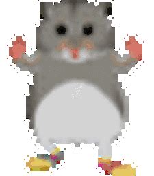 Hamster Dance Sticker - Hamster dance - Discover & Share GIFs