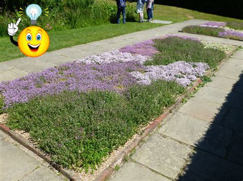 Is It the Right Time for a Thyme Lawn? – Laidback Gardener