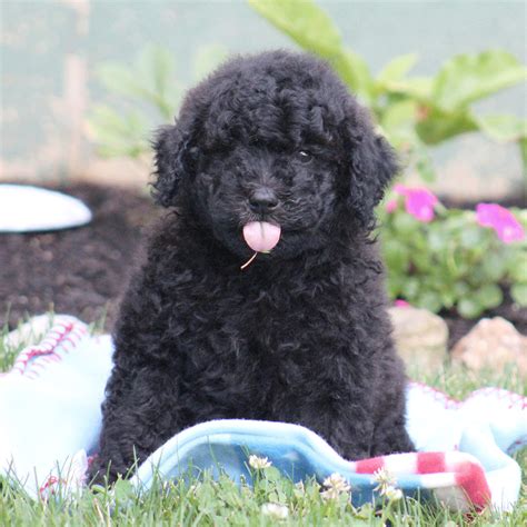 Black Goldendoodle Puppies Iowa / Black Goldendoodle Puppy - This is EXACTLY what our new ...