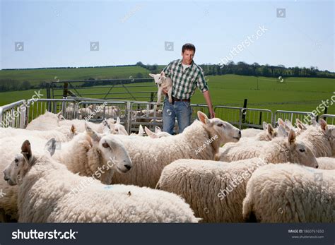 8,937 Protecting Sheep Images, Stock Photos & Vectors | Shutterstock