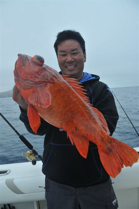 Red Rock Fish | Red Rock Cod fishing at Santa Barbara Island… | Flickr