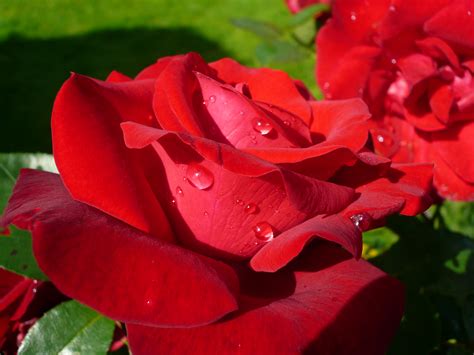 File:Rose rouge.JPG