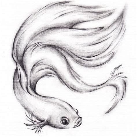 River Belle - Charcoal Pencil Drawing of a Siamese/Betta Fighting Fish | Fish drawings, Beta ...