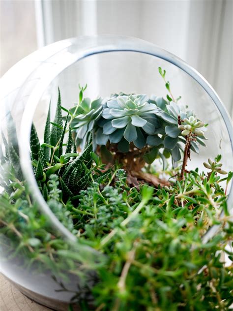Free Images : grass, branch, leaf, glass, green, herb, indoor, botany ...