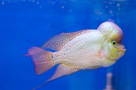 Flowerhorn Cichlid fish stock image. Image of climate - 46552501