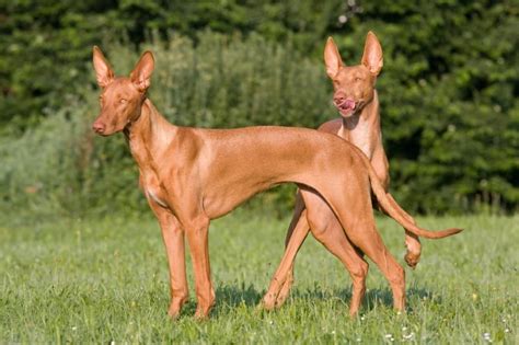 Egyptian Pharaoh Hound