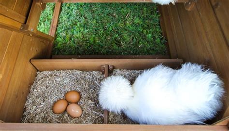 A Complete Guide to Silkie Chicken Eggs | Silkie Chicken Experts