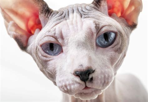 Hairless Cat Breeds - Hypoallergenic - Types of Hairless Cats - Sphynx