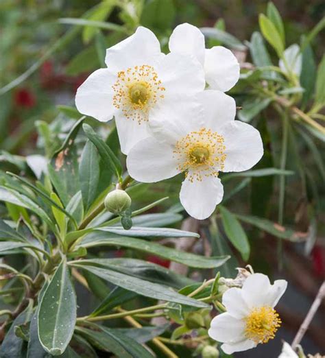 Carpenteria californica (Bush Anemone)