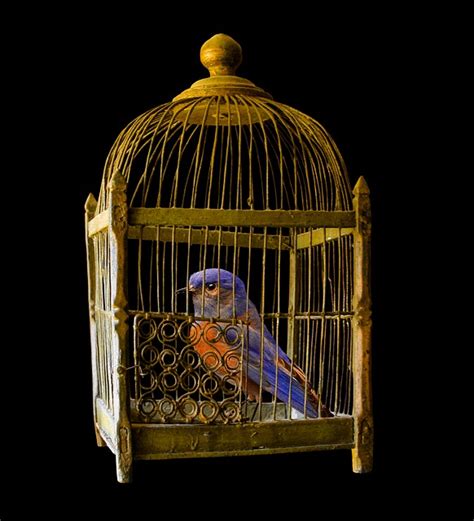 Cage Gold Bird · Free photo on Pixabay